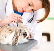 Как узнать что декоративный кролик заболел