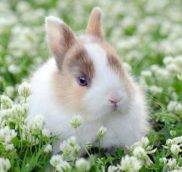 Как назвать кролика — Имена для декоративных кроликов