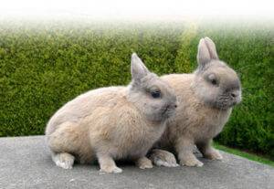 Цветные карликовые кролики