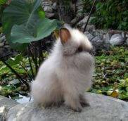 Ангорский карликовый кролик
