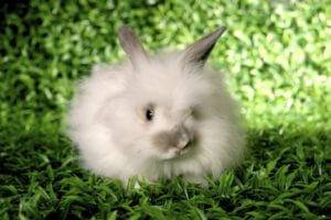 Ангорский карликовый кролик 