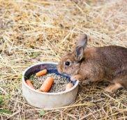 Отравление у декоративных кроликов