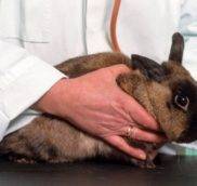 Ветеринарные клиники для кроликов
