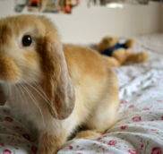 Почему у зайца, кролика длинные уши