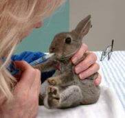Как давать лекарства кроликам