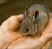 Самые маленькие кролики в мире