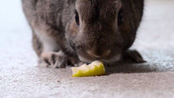 Можно ли декоративным кроликам груши