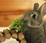 Можно ли декоративным кроликам брокколи