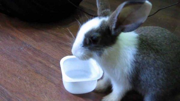 Можно ли декоративным кроликам йогурт или витамины на йогурте