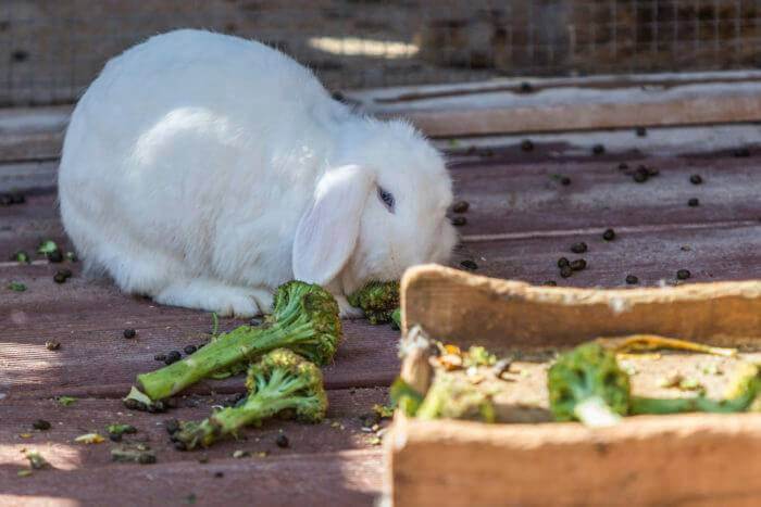 Можно ли декоративным кроликам брокколи