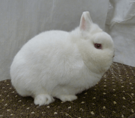 Декоративные кролики фото породы гермелин 