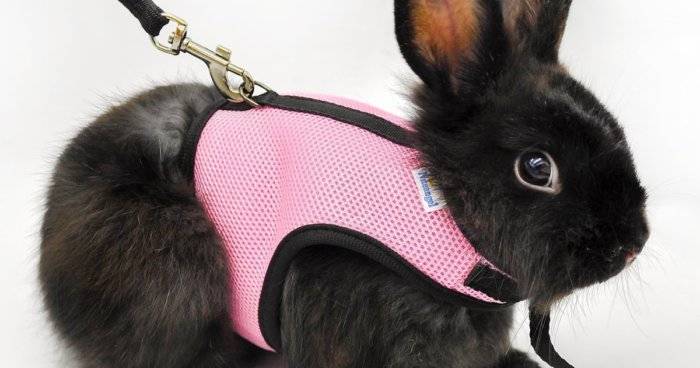 Шлейки для декоративных кроликов - как правильно выбрать и приучить 