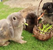 Лесные травы для кроликов