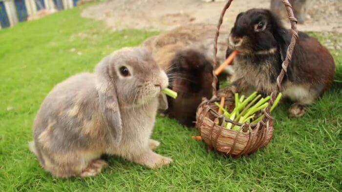 Лесные травы для кроликов