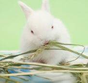 Полезная трава для декоративных кроликов