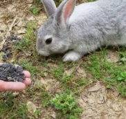 Можно ли декоративным кроликам семечки?