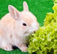 Можно ли декоративным кроликам салат?