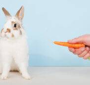 Почему декоративный кролик ничего не ест