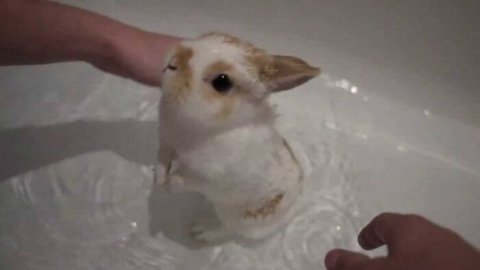 Как мыть декоративного кролика 