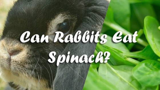 Могут ли кролики есть шпинат