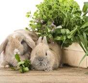 Можно ли давать декоративным кроликам шпинат