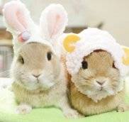 Купить декоративных карликовых кроликов с доставкой