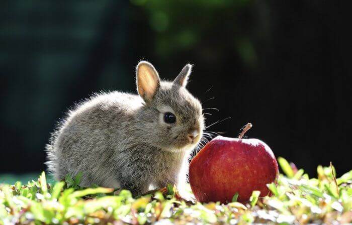 Могут ли кролики есть яблоки, семена, кожу, косточки и листья яблони?