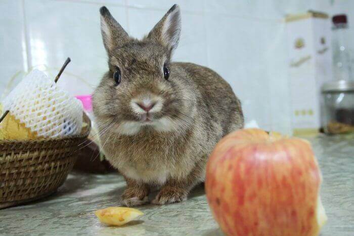 Могут ли кролики есть яблоки, семена, кожу, косточки и листья яблони?