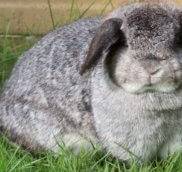 Ожирение у декоративных кроликов