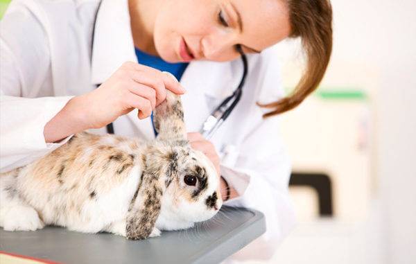Как узнать что декоративный кролик заболел
