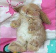 Как спят декоративные кролики