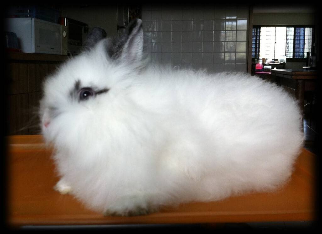 Купить кроликов белгородская. Ангорский карликовый кролик. Карликовая ангора кролик. Карликовый кролик белый ангорский. Декоративный кролик ангорский карликовый.