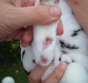 Пододерматит у декоративных кроликов — мозоли на лапах