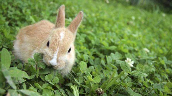 Можно ли декоративным кроликам клевер
