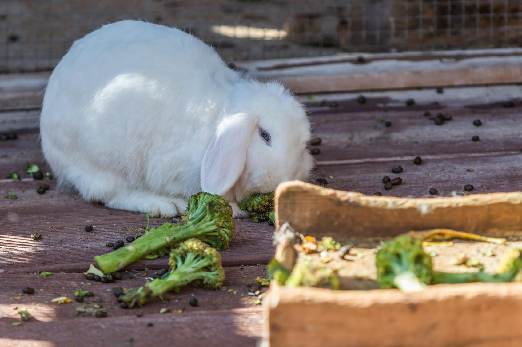 Можно давать кроликам капусту. Овощи для кролика декоративного. Кролик с овощами. Кролик с капустой. Еда для кроликов.