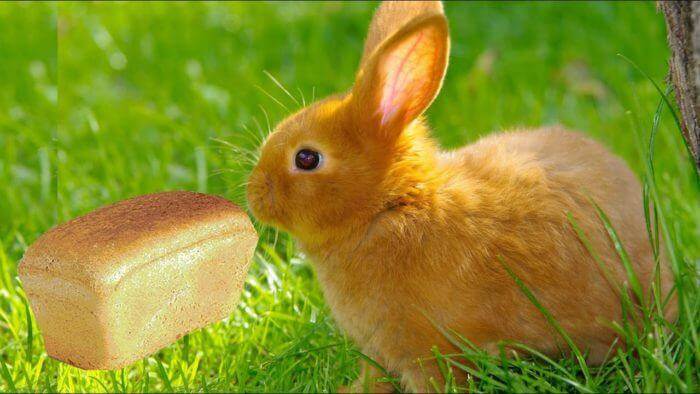 Можно ли декоративным кроликам хлеб