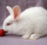 Можно ли кроликам давать клубнику
