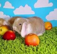 Можно ли декоративным кроликам давать яблоки