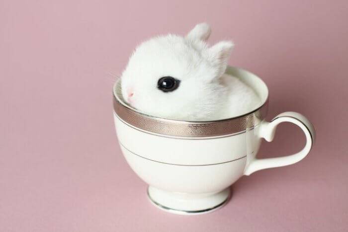 Купить декоративных карликовых кроликов с доставкой