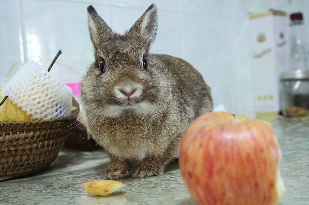 Можно давать кроликам картошку. Кролик с яблоками. Кролик ест яблоко. Яблоки в виде кроликов. Декоративный кролик ест яблоко.