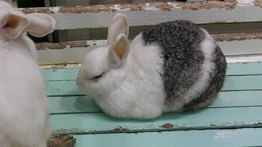 Фото декоративных кроликов без ожирения