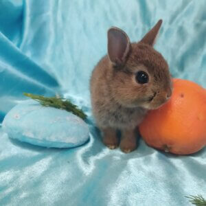 Купить карликового кролика